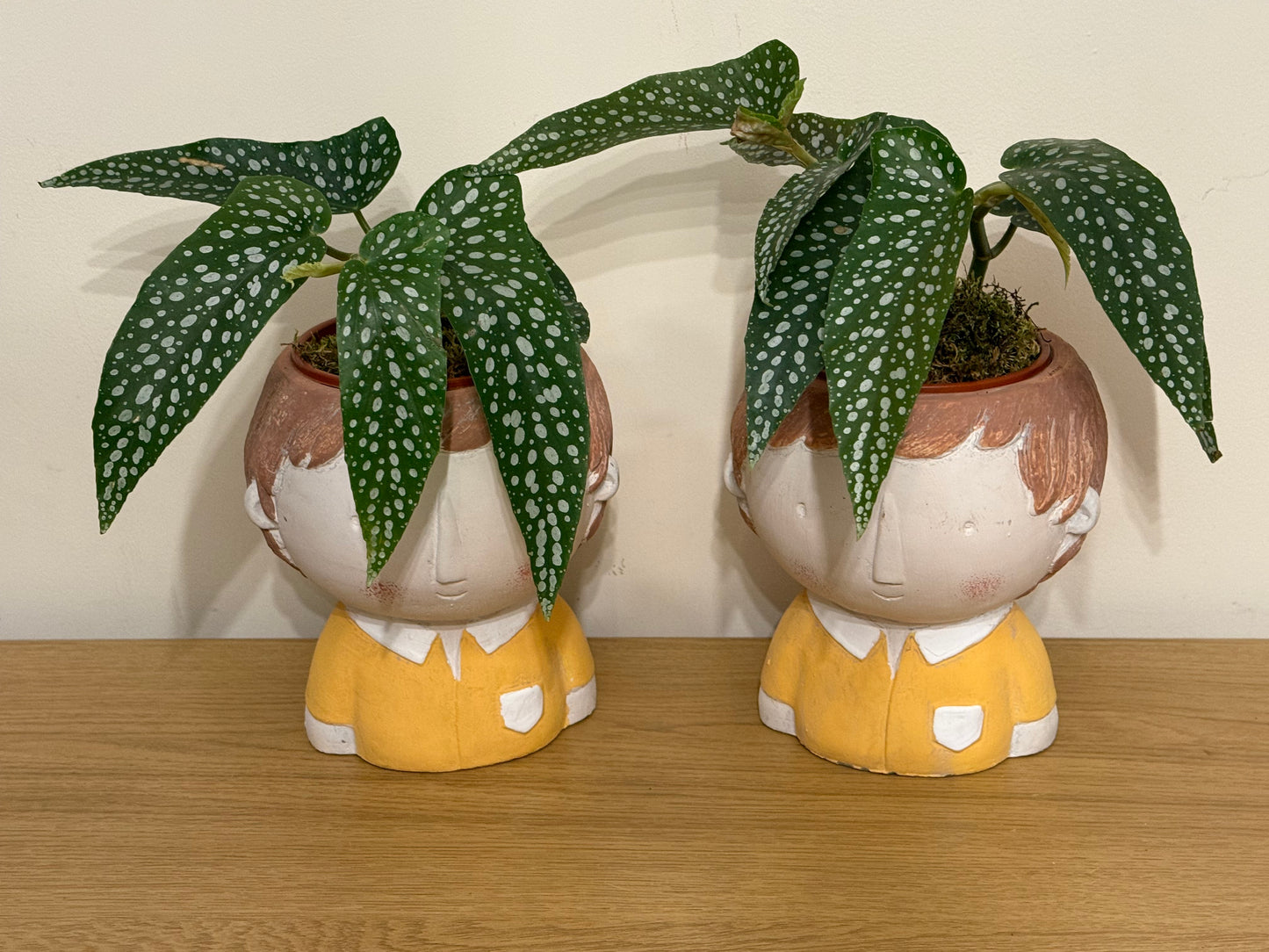 Begonia Maculata Male Twins