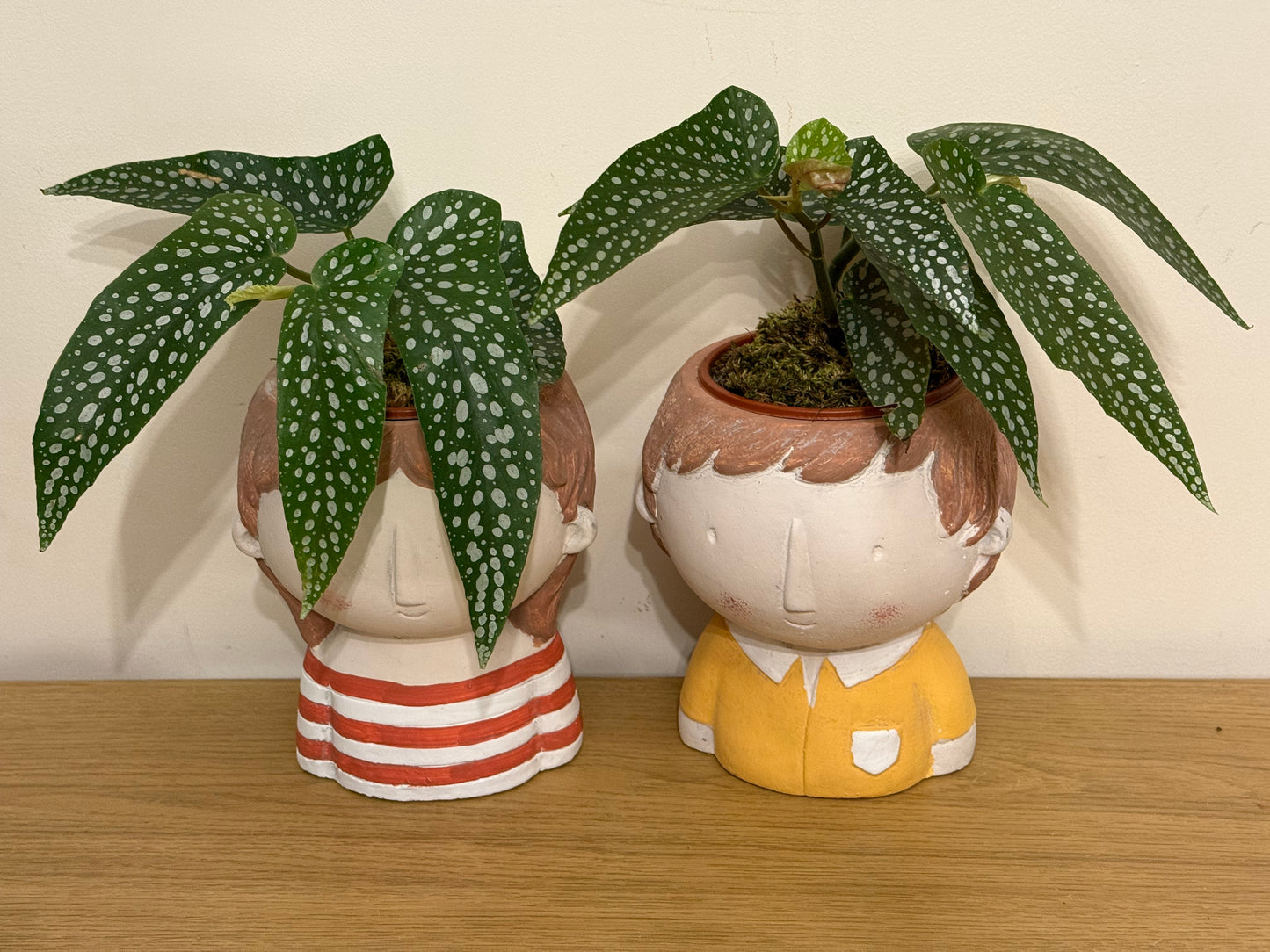 Begonia Maculata His and Hers Pair