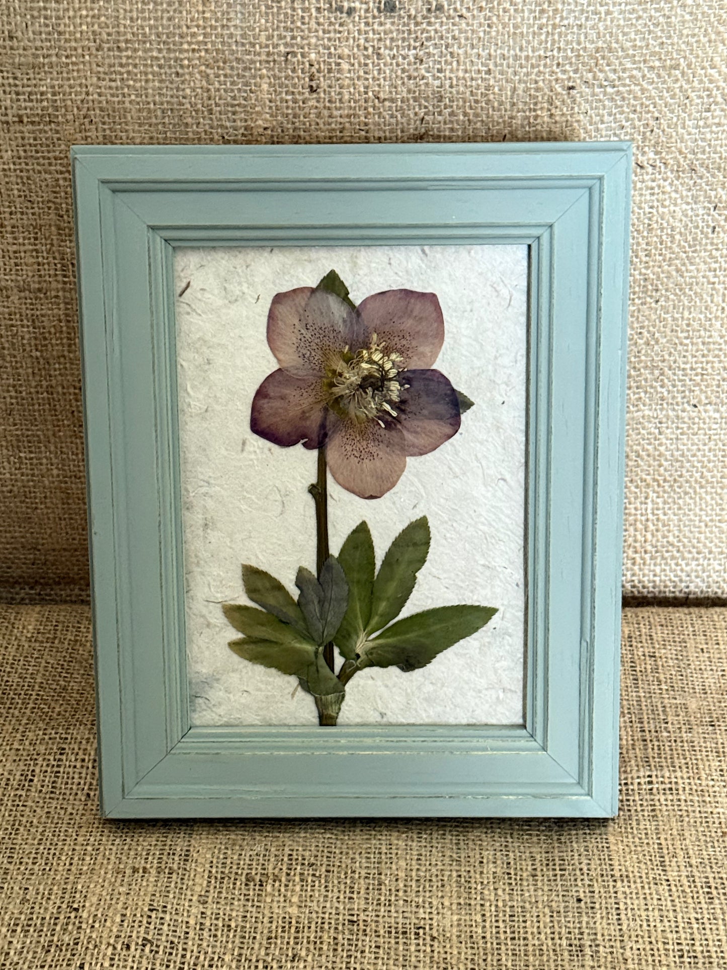 Pressed Botanical Studies - Hellebore