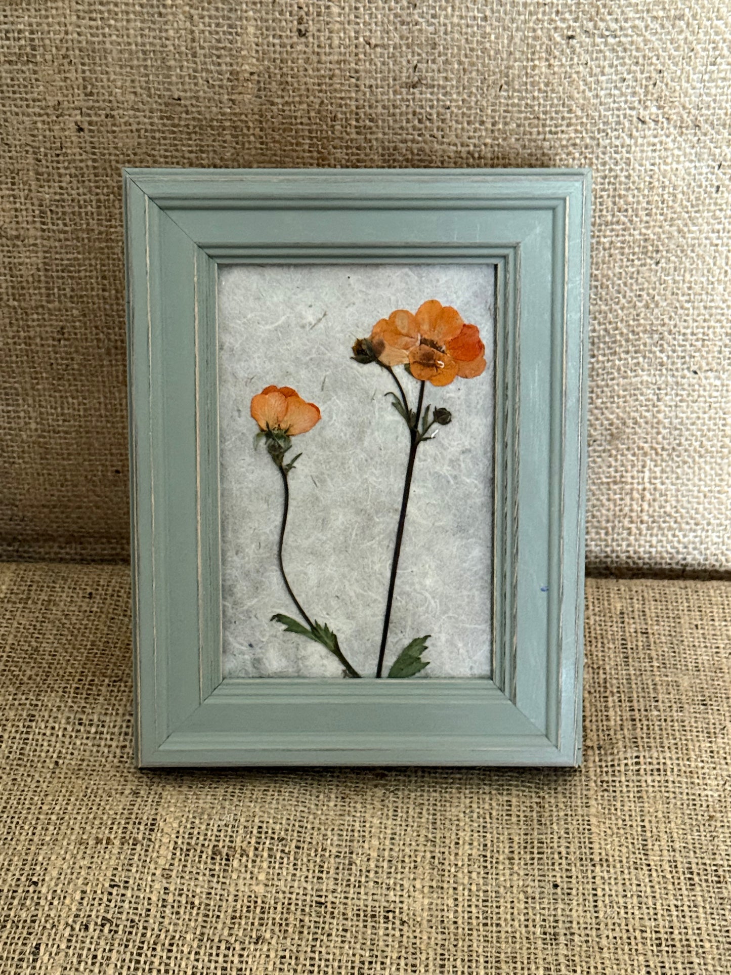 Pressed Botanical Studies - Geum, Totally Tangerine