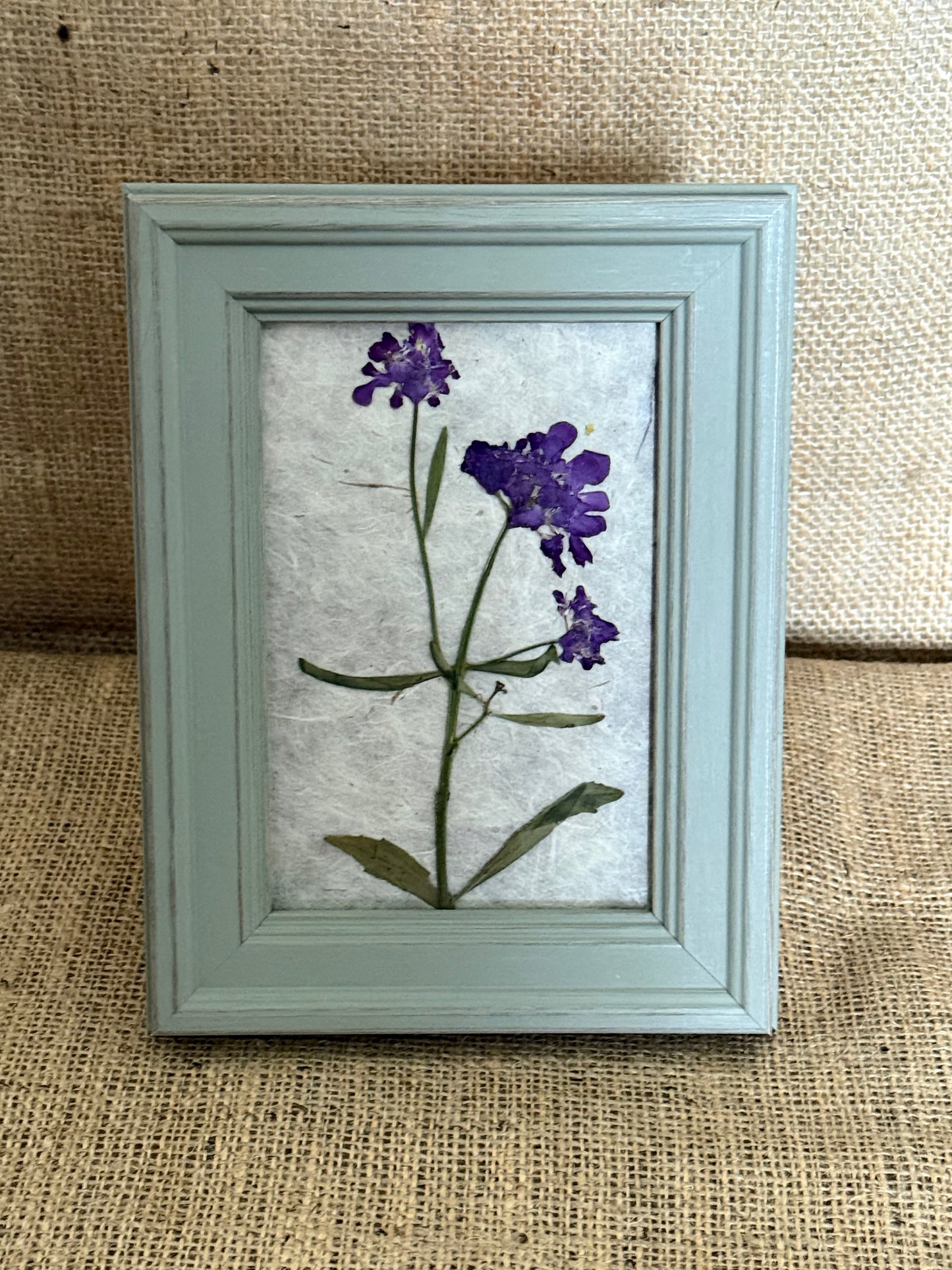 Pressed Botanical Studies - Iberis