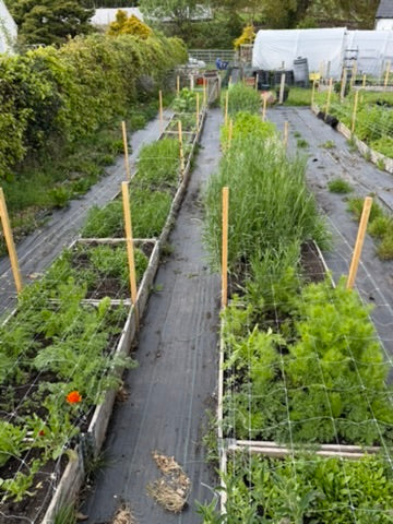 Notes from the Flower Field — April 2026