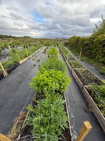 Notes from the Flower Field - May 2026
