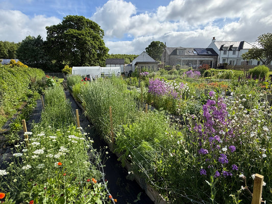 Notes from the Flower Field — June 2026