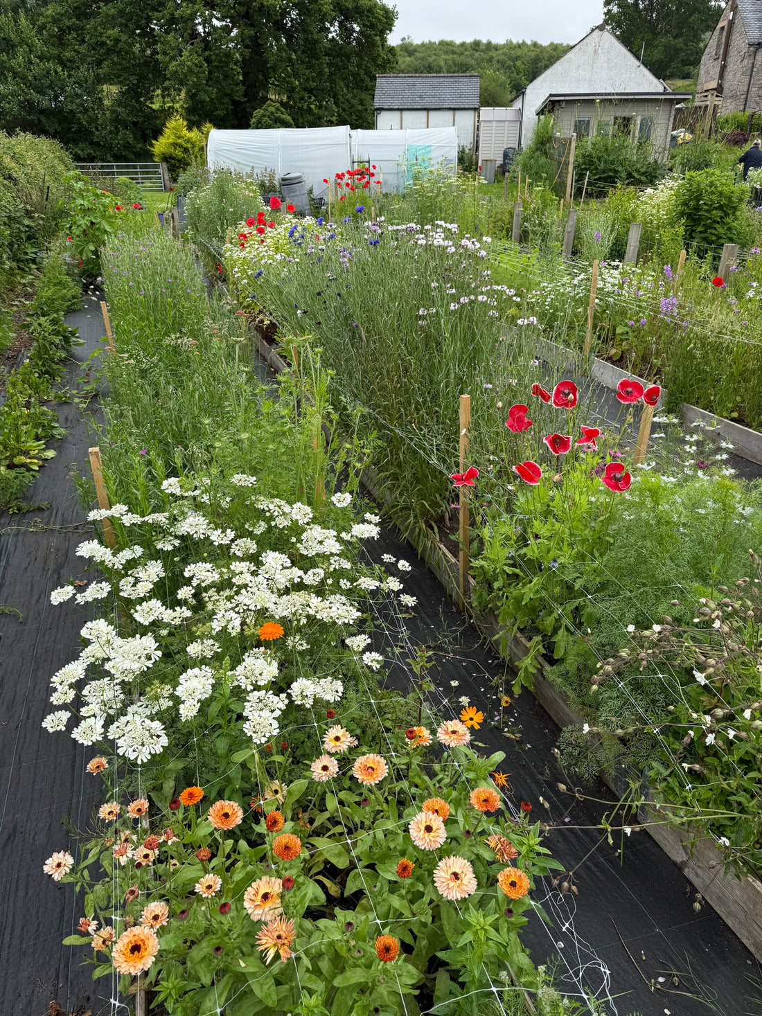 Notes from the Flower Field - July 2026