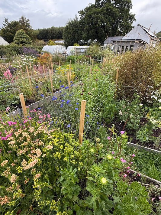 Notes from the Flower Field — August 2026