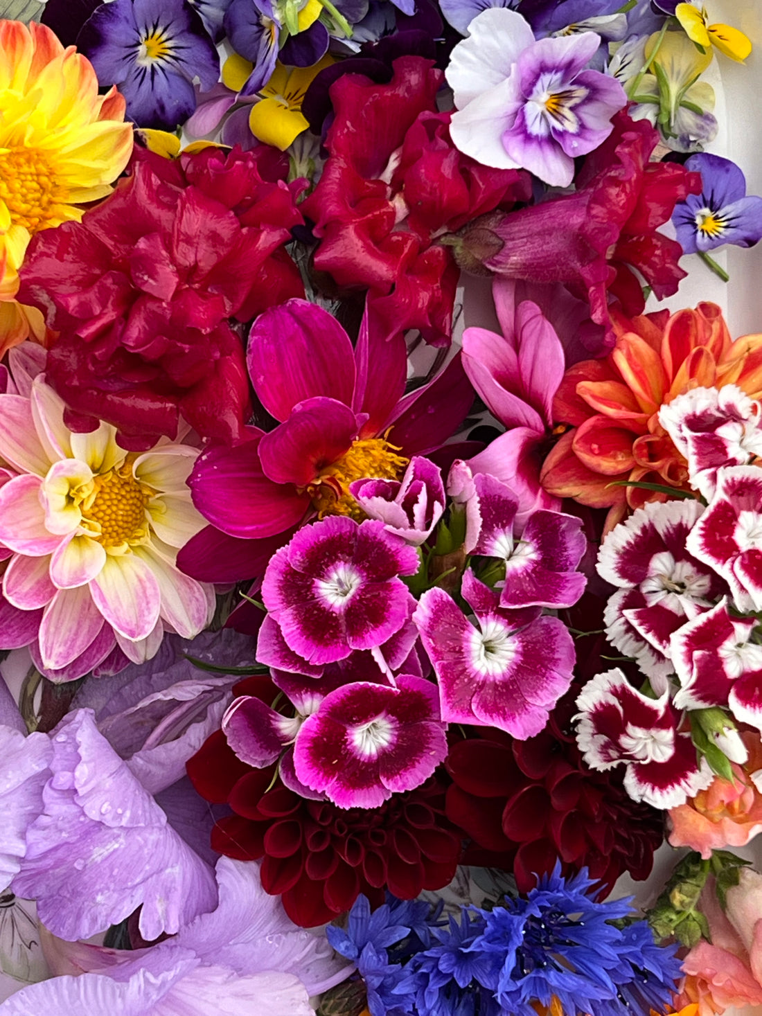 Edible Flowers