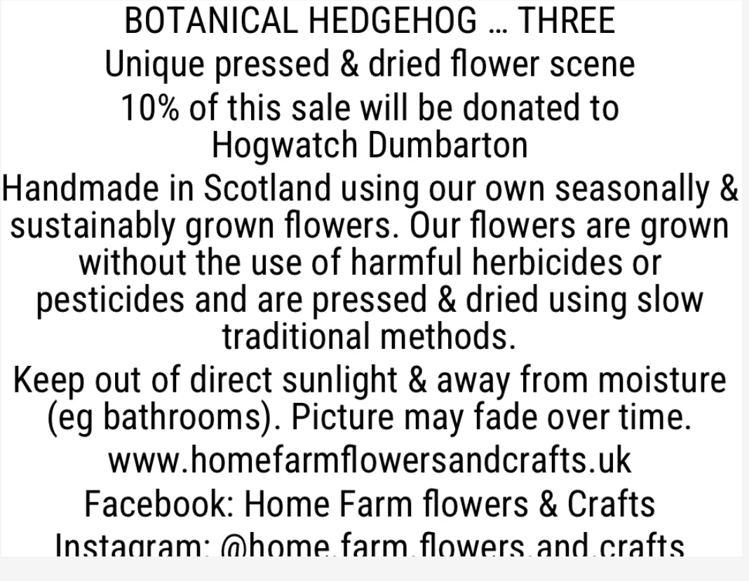 Botanical Hedgehog Pressed & Dried Flower Art - Supporting Hogwatch Dumbarton