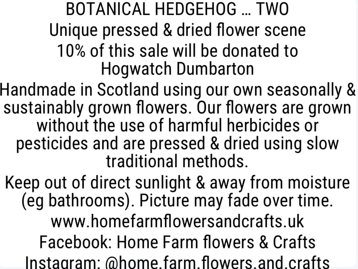 Botanical Hedgehog Pressed & Dried Flower Art - Supporting Hogwatch Dumbarton