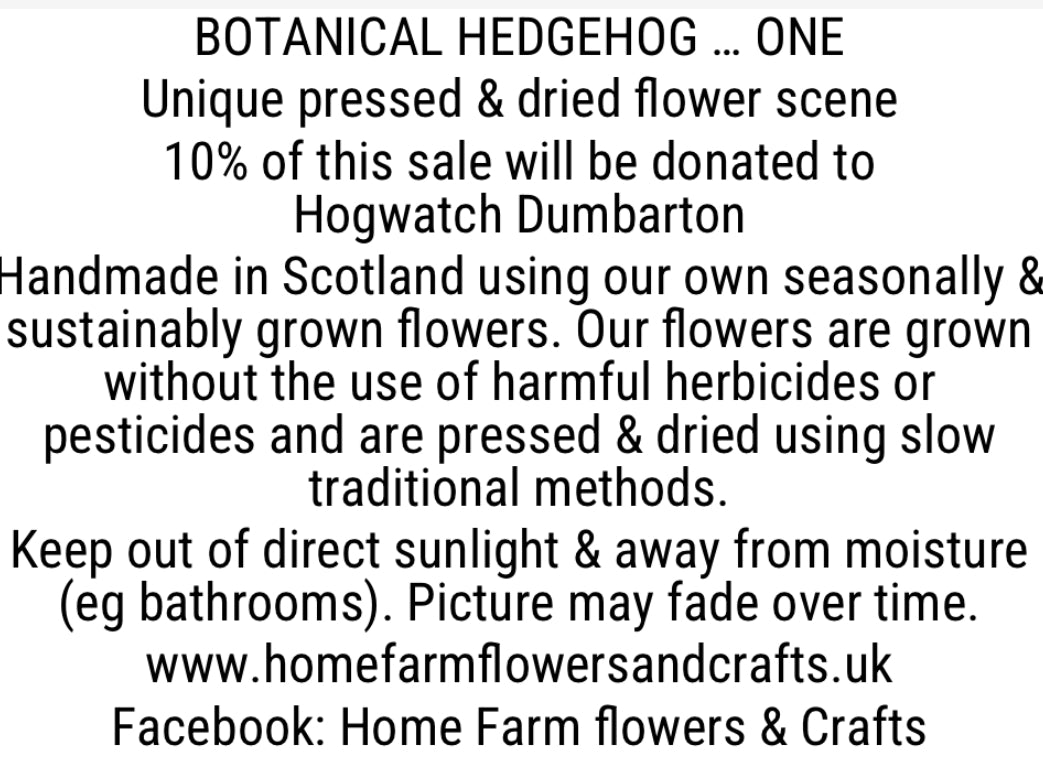 Botanical Hedgehog Pressed & Dried Flower Art - Supporting Hogwatch Dumbarton