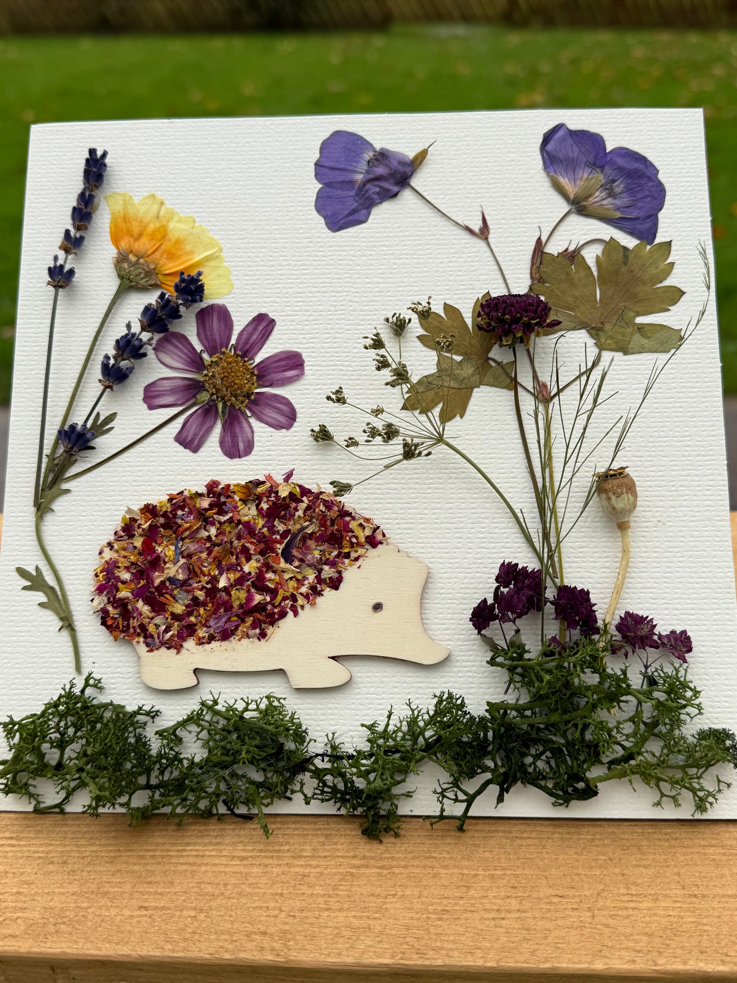 Botanical Hedgehog Pressed & Dried Flower Art - Supporting Hogwatch Dumbarton