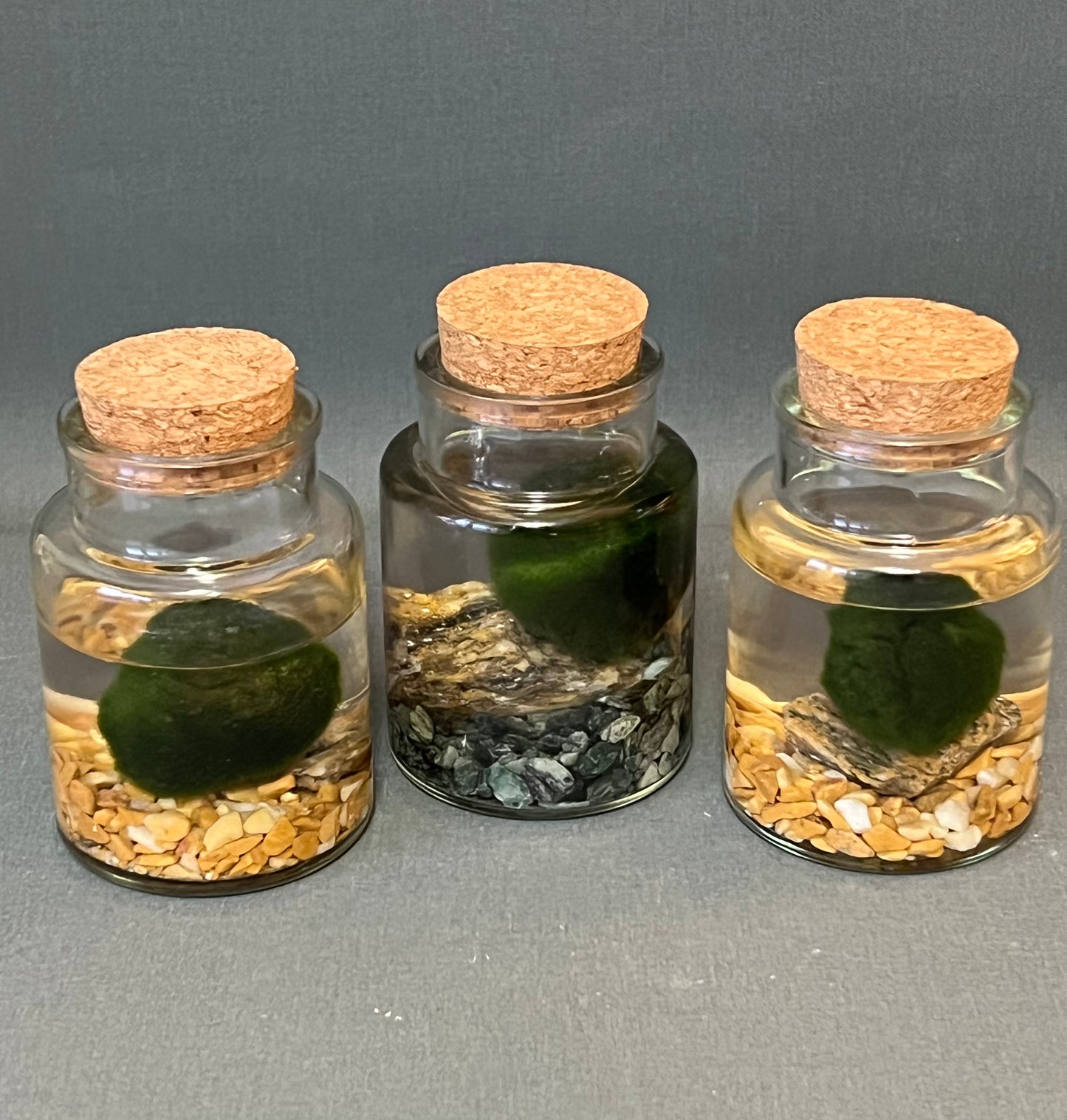 Marimo Moss Ball