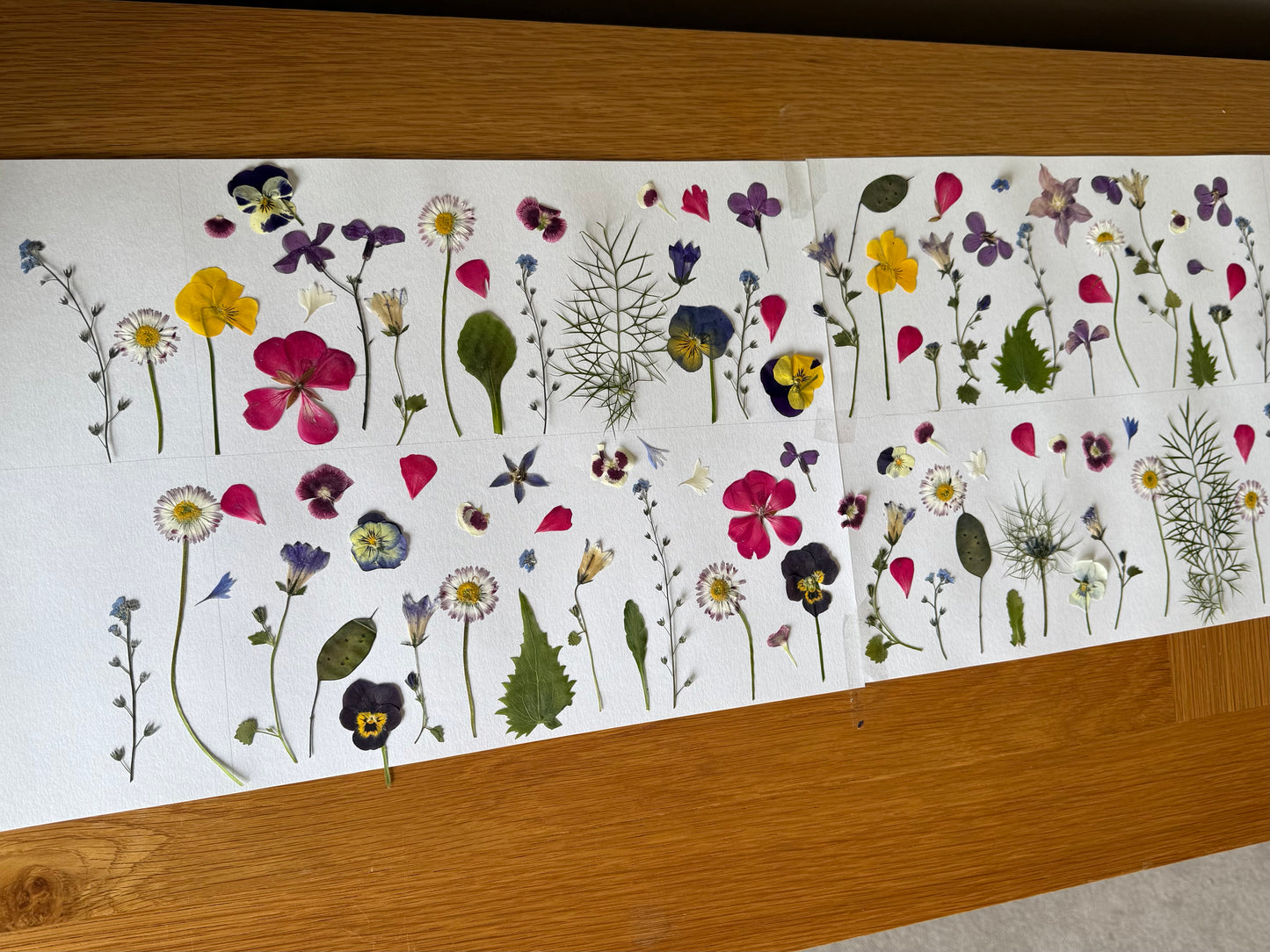 Pressed Edible Flowers - Mixed Varieties (9 inch cake pack)