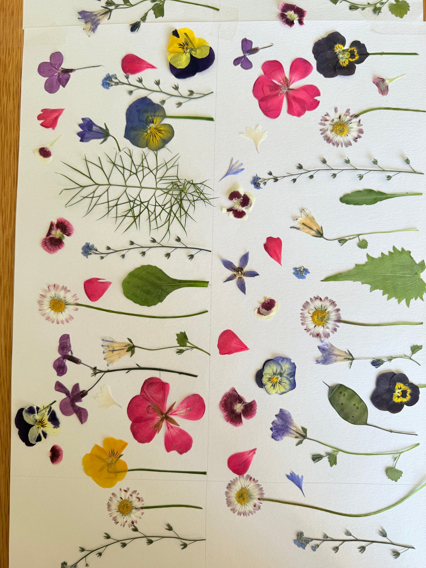 Pressed Edible Flowers - Mixed Varieties (9 inch cake pack)