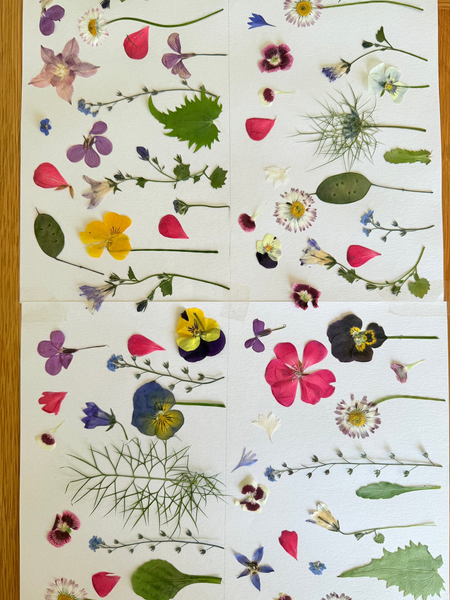 Pressed Edible Flowers - Mixed Varieties (11 inch cake pack)