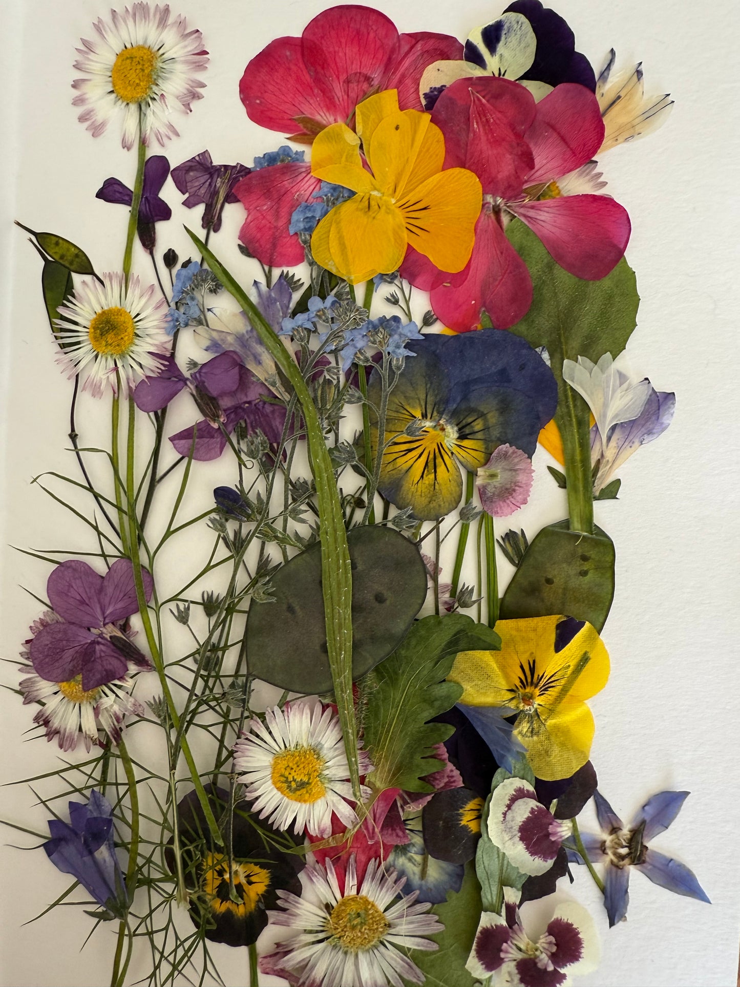 Pressed Edible Flowers - Mixed Varieties (9 inch cake pack)