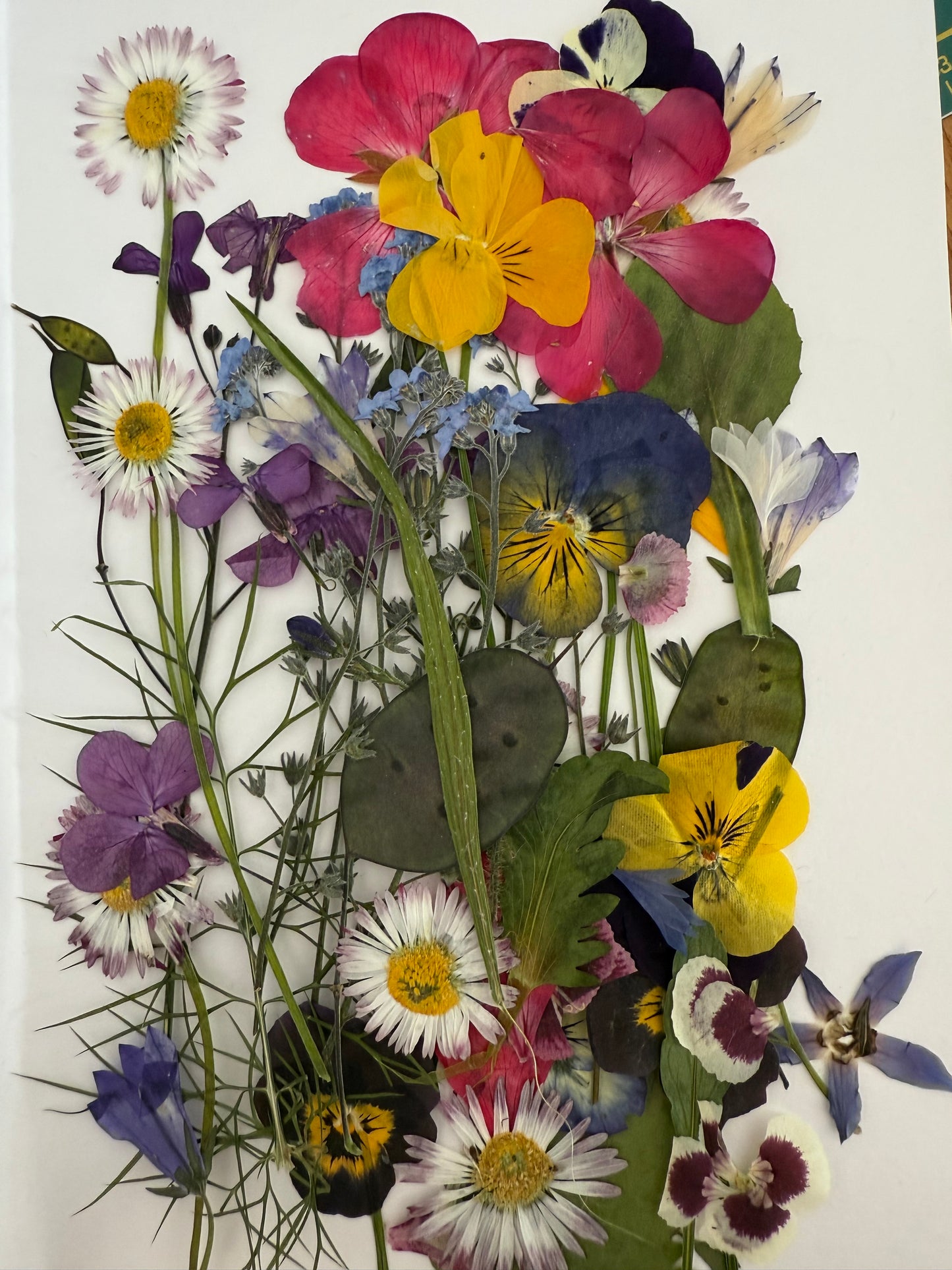 Pressed Edible Flowers - Mixed Varieties (11 inch cake pack)