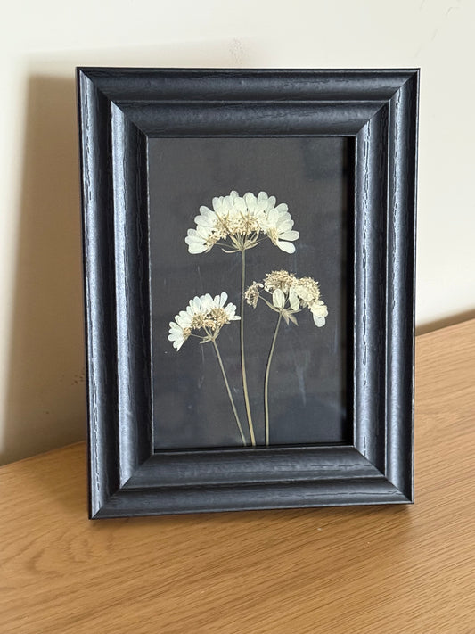 Orlaya, Orlaya, Orlaya