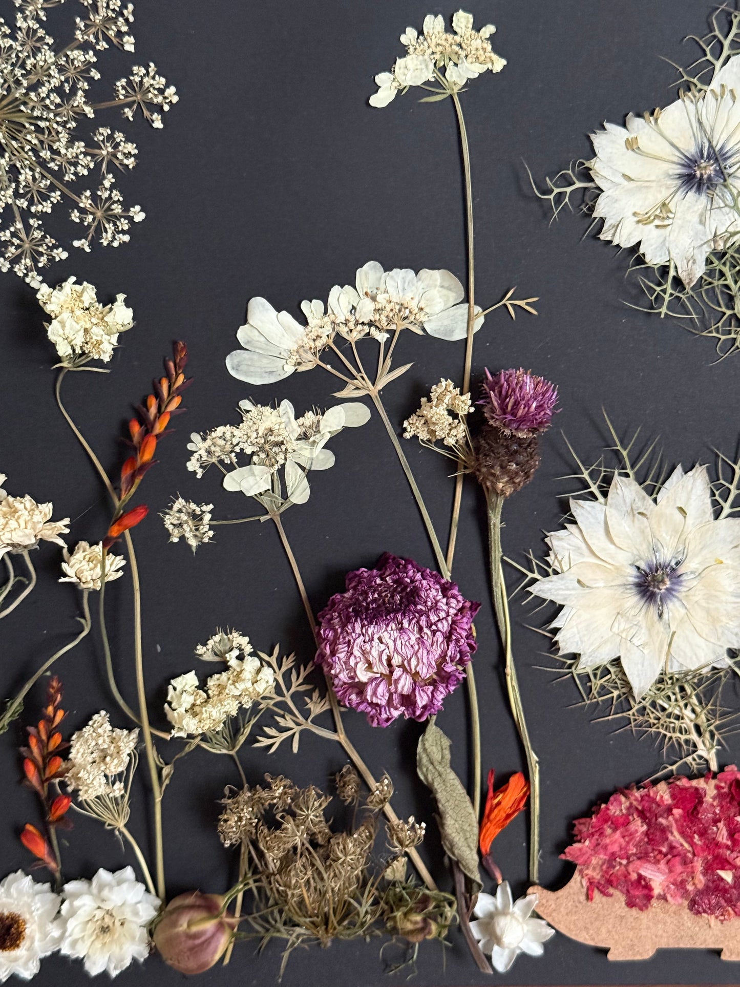 A Rescued Forager's Garden