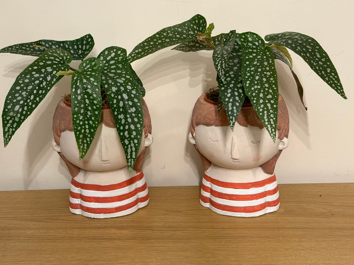 Begonia Maculata Female Twins or Best Friends