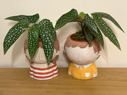Begonia Maculata His and Hers Pair