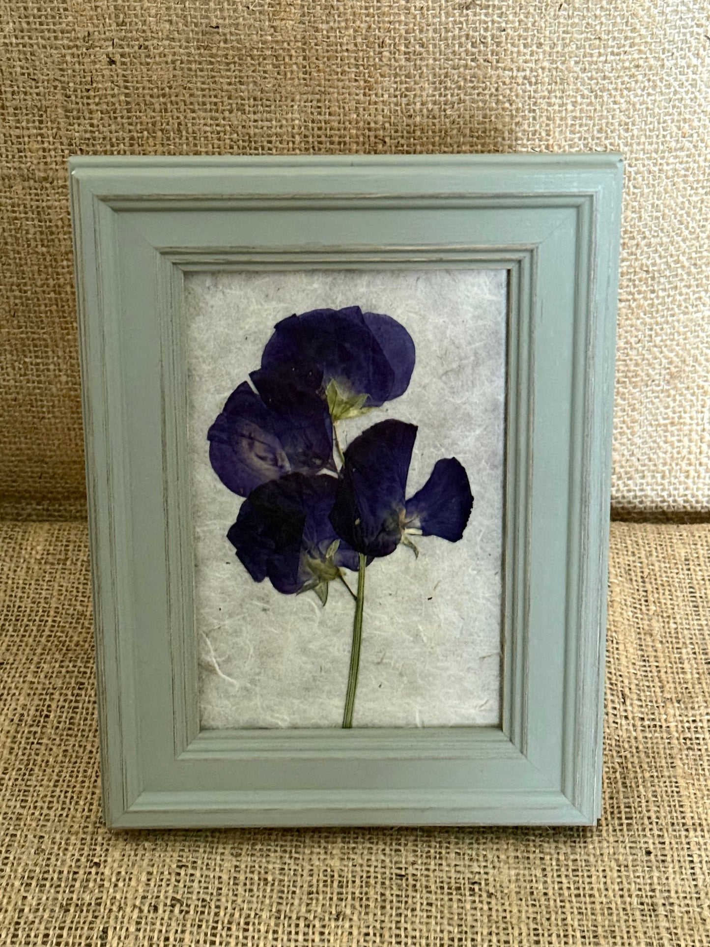 Pressed Botanical Studies - Sweet Pea