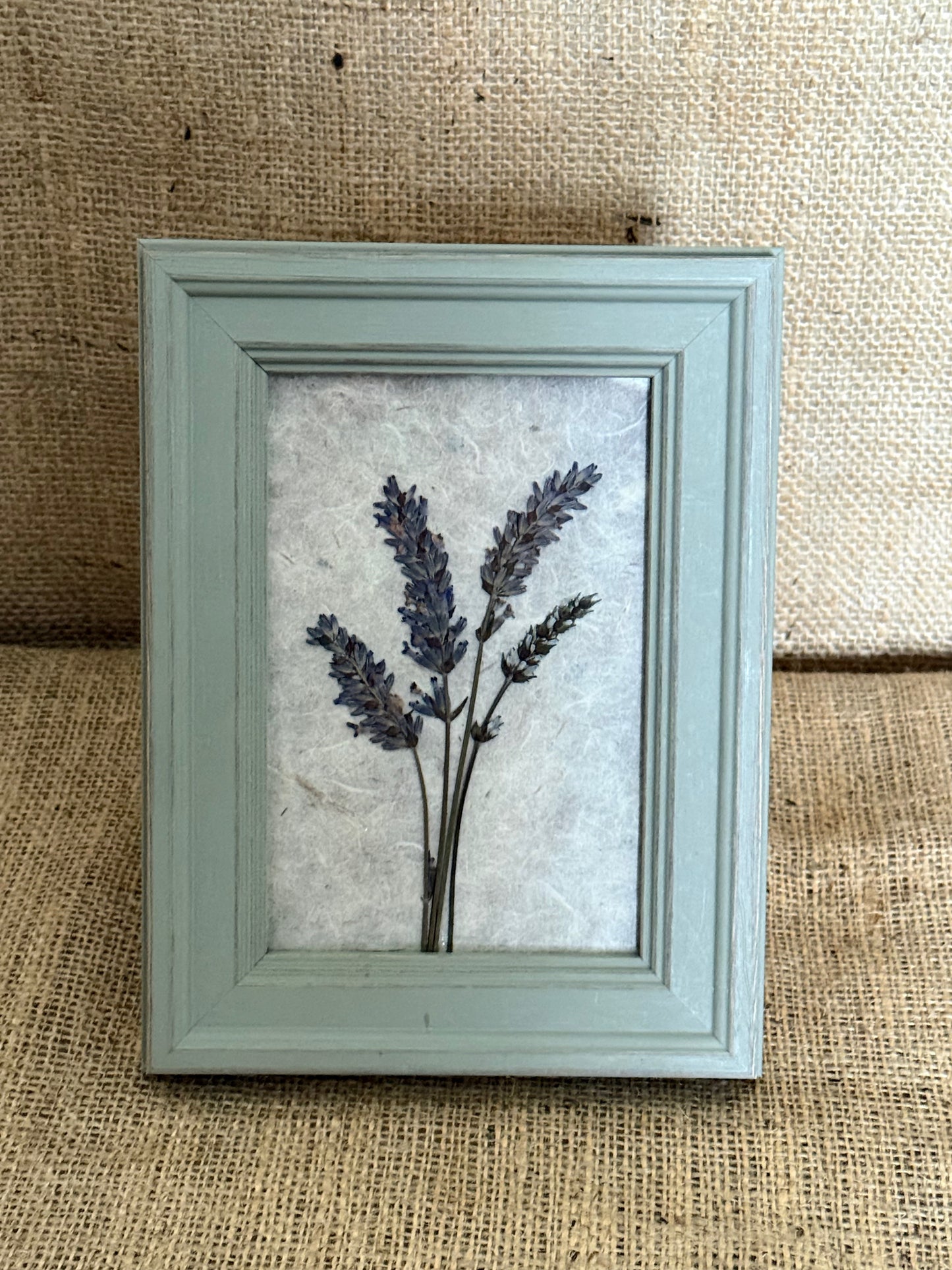 Pressed Botanical Studies - Lavender